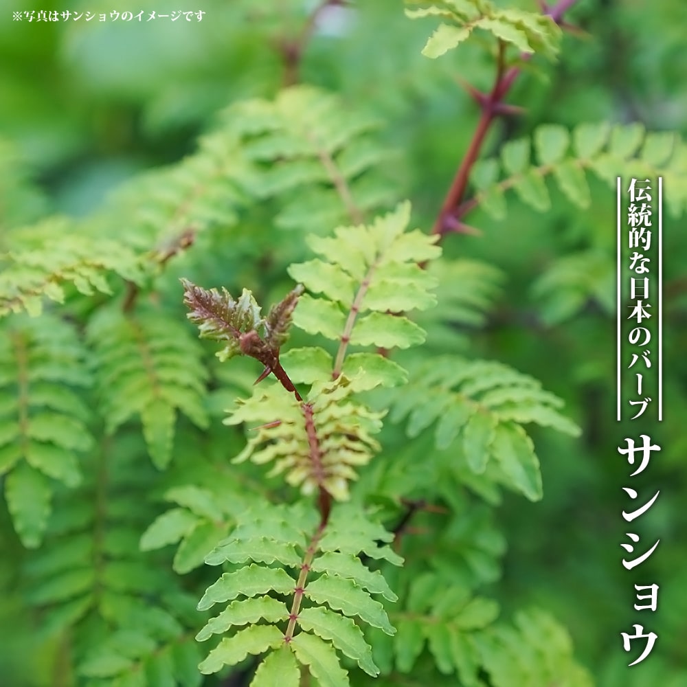 サンショウ サンショウの通販 苗木部 By 花ひろばオンライン