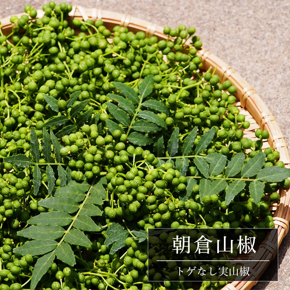 サンショウ 朝倉山椒 