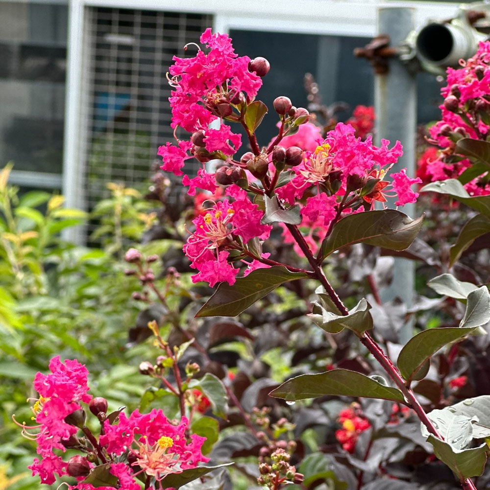 サルスベリ ミスティックマゼンタ 