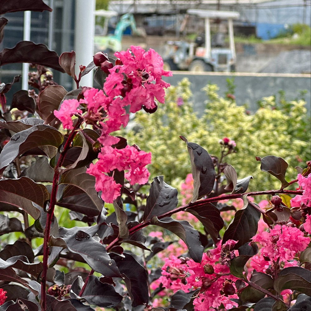 サルスベリ ブラックリーフダイヤモンド シェルピンクの通販 苗木部