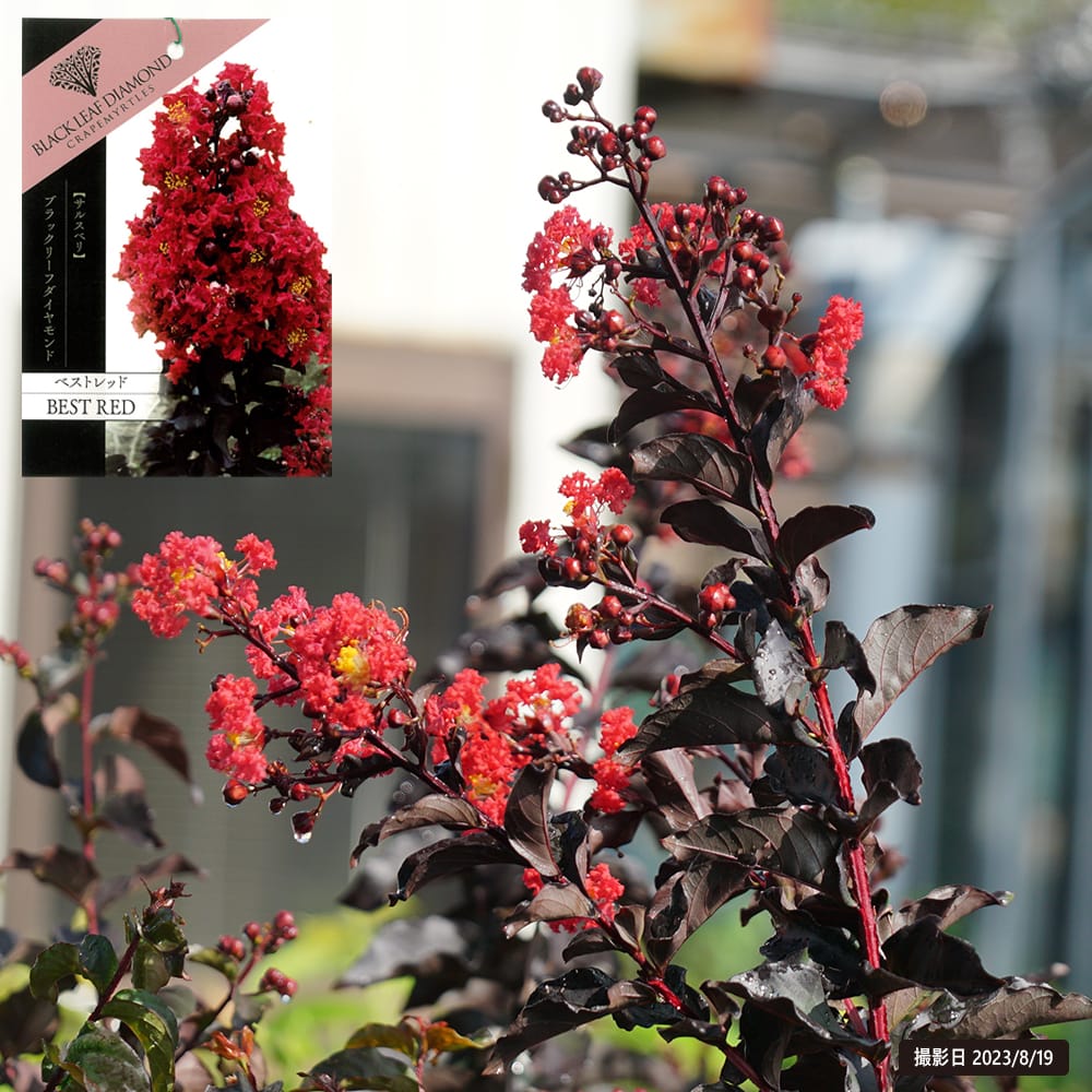 サルスベリ ベストレッド 