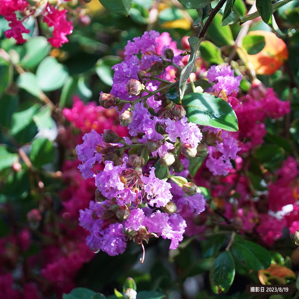 サルスベリ エターナル 1