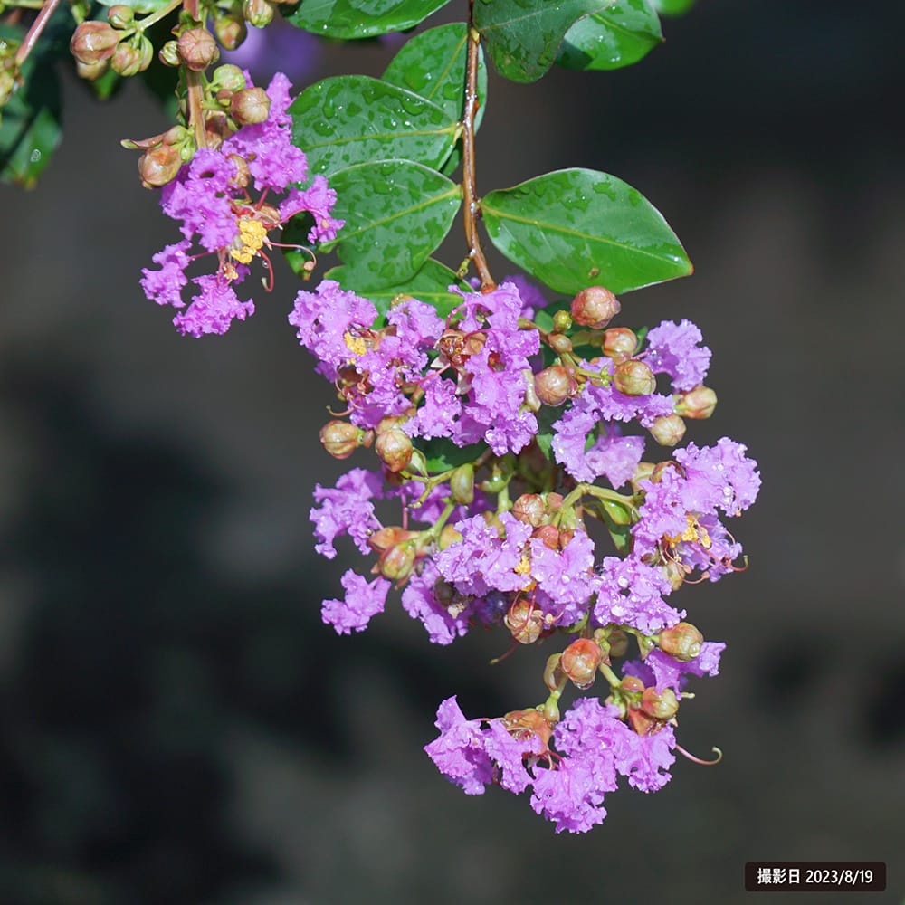 サルスベリ エターナル 2