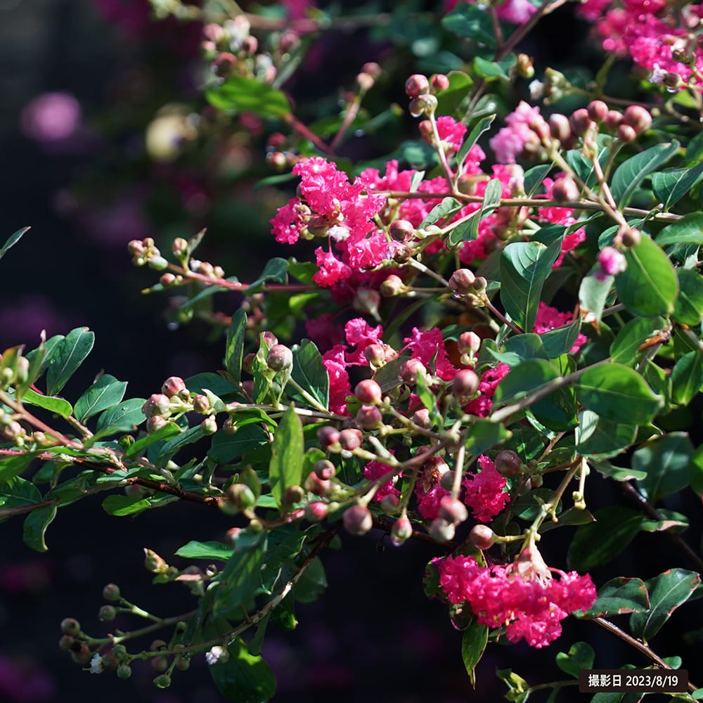 サルスベリ チェリー 