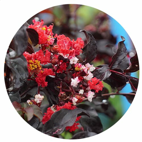 サルスベリ 斑入 ピンク 苗 販売 苗木部 By 花ひろばオンライン