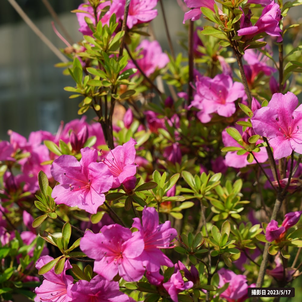 サツキ 伊勢路紫 2