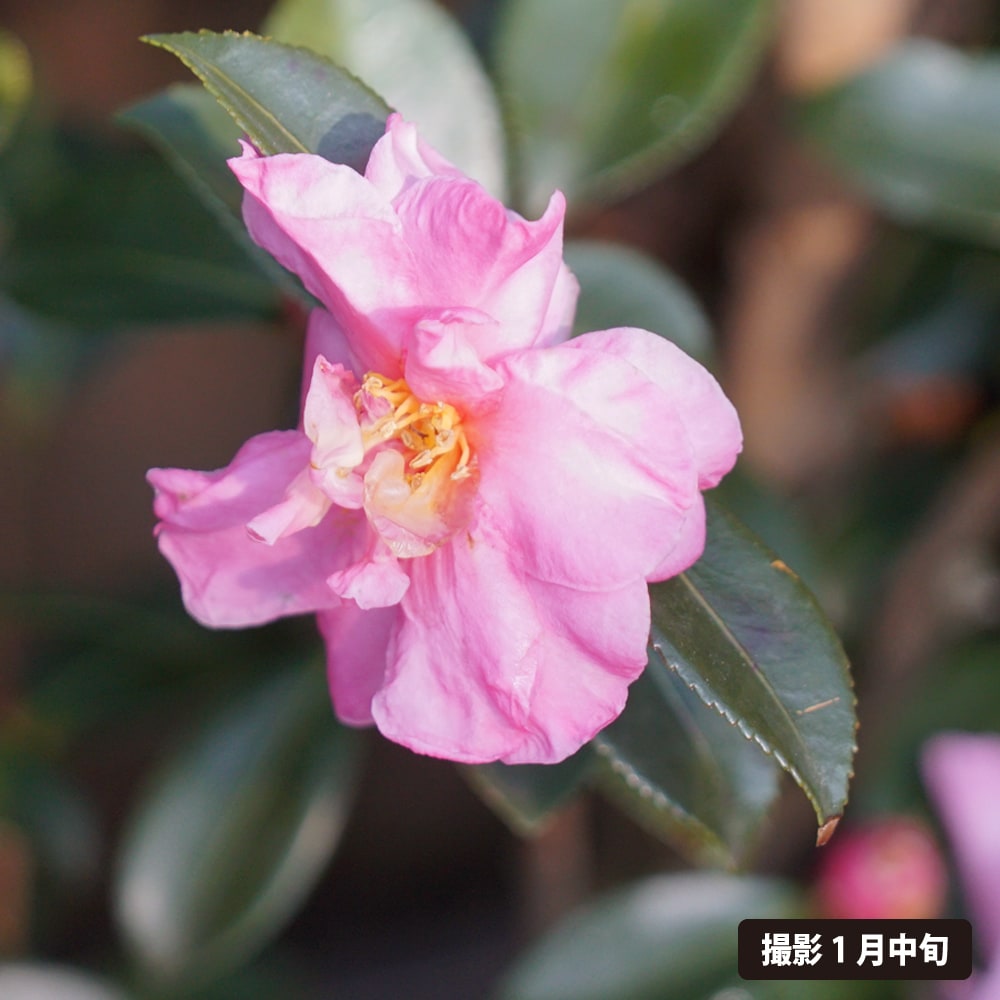 サザンカ 祖父江 1