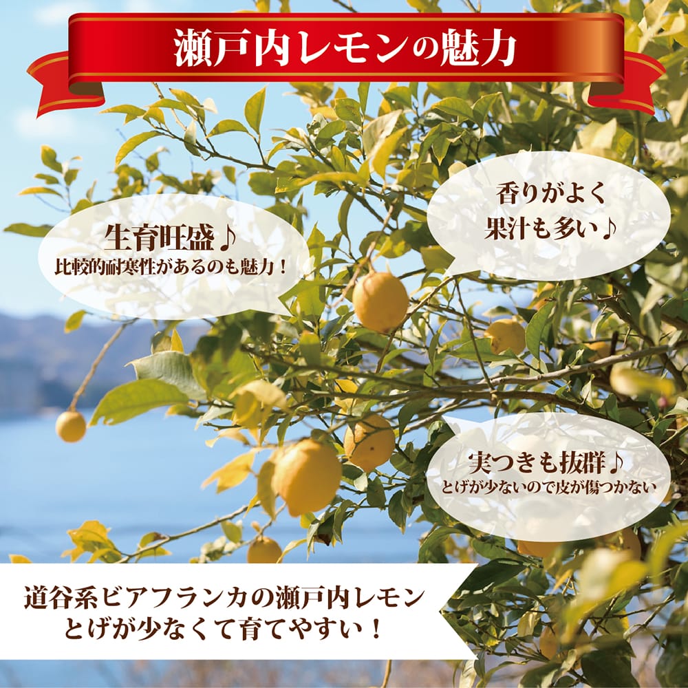 柑橘 瀬戸内レモン 3