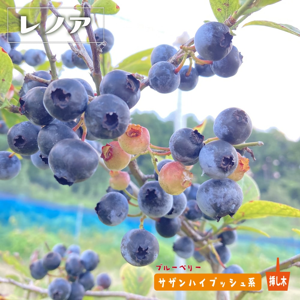 ブルーベリー サザンハイブッシュ系 レノア 苗 販売 苗木部 By 花