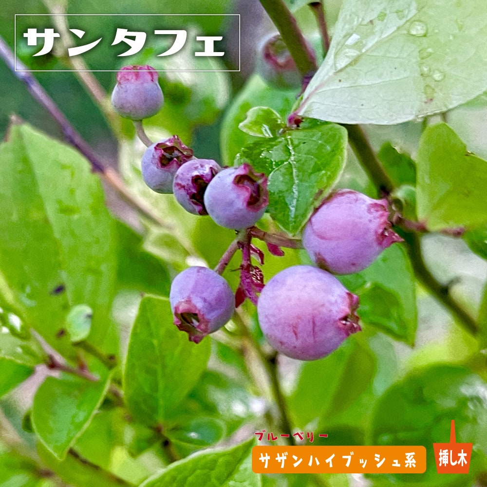 ブルーベリー サンタフェ 