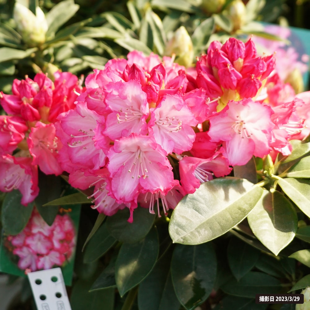 シャクナゲ 夢路 4