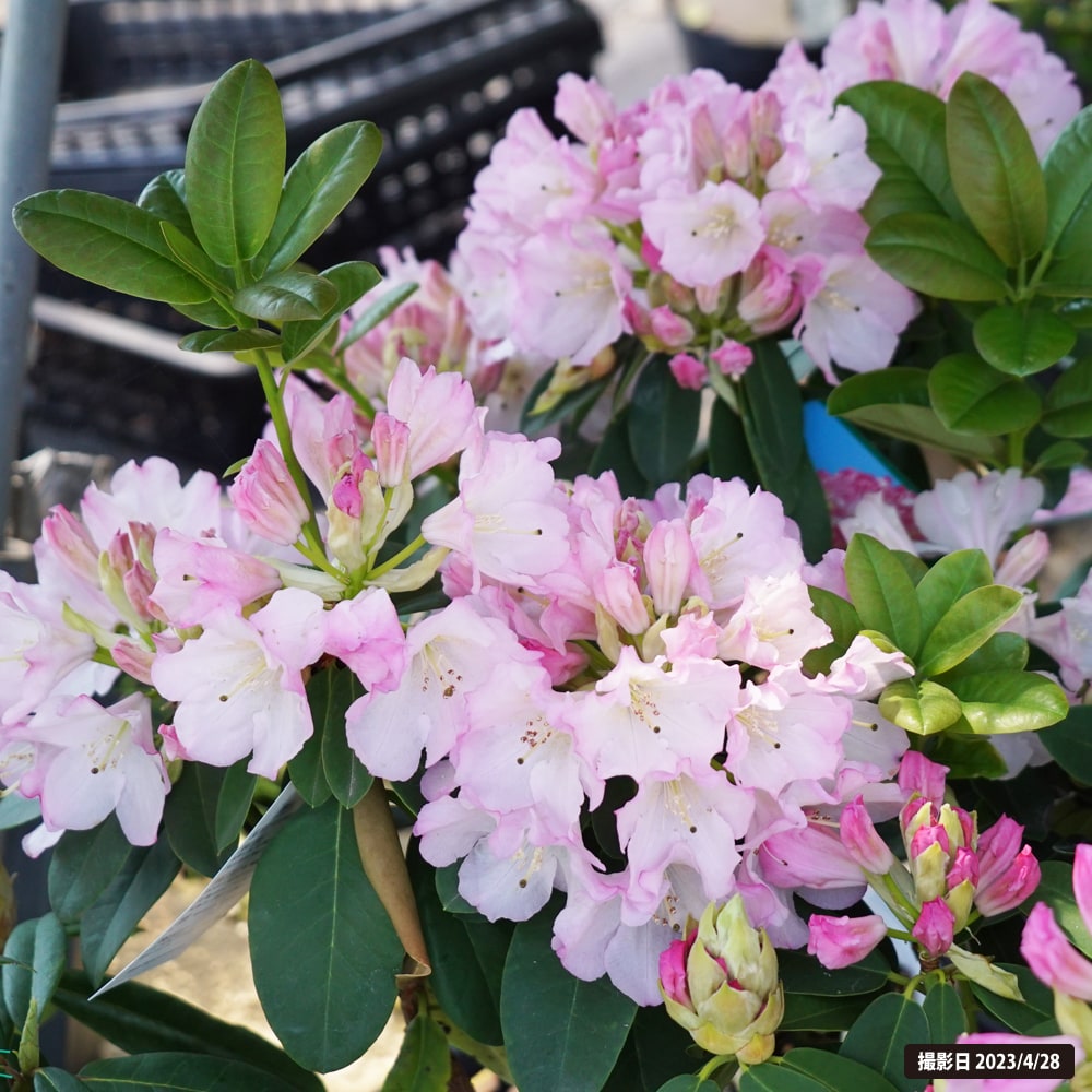 シャクナゲ かぐや姫 1