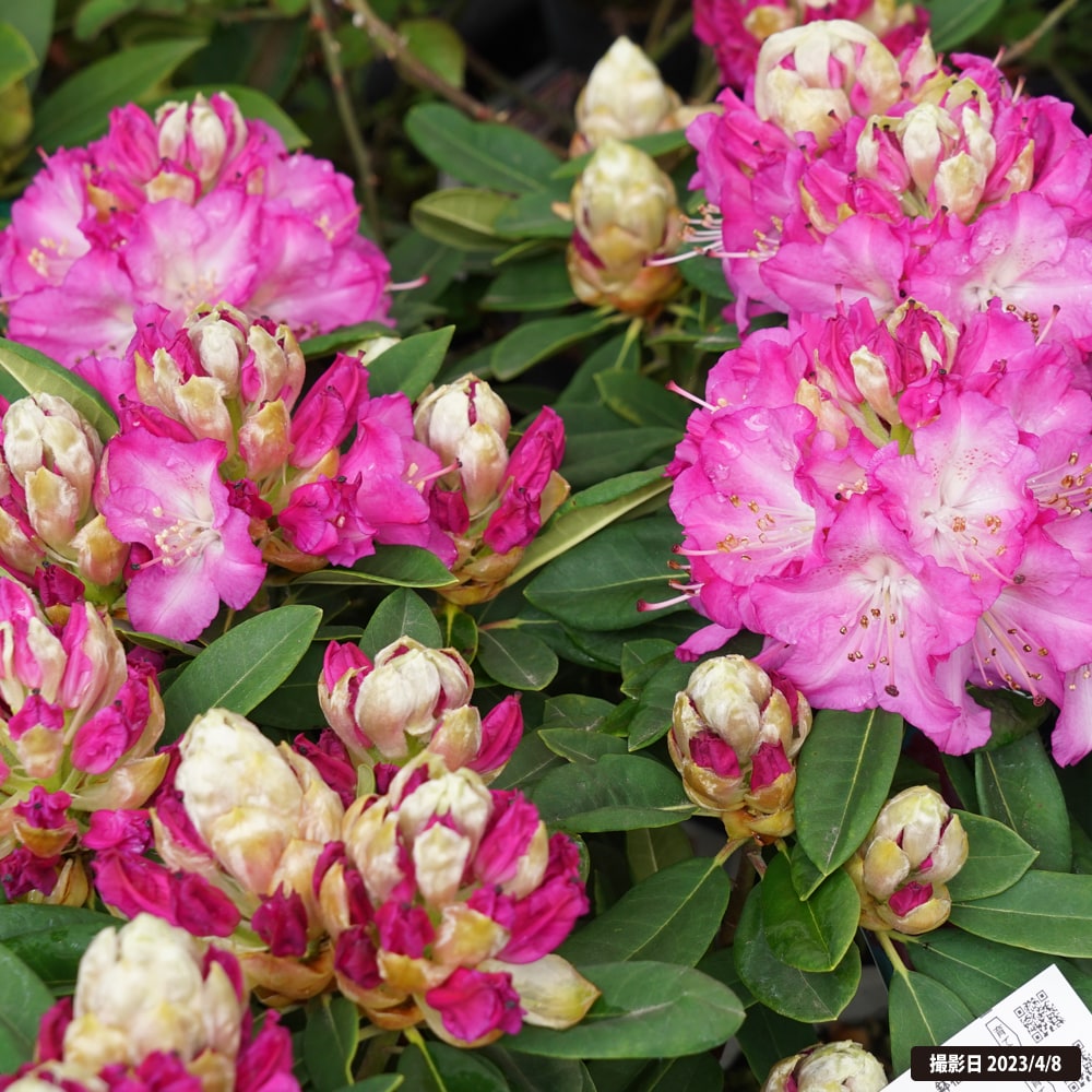 シャクナゲ アンジェリカ 2