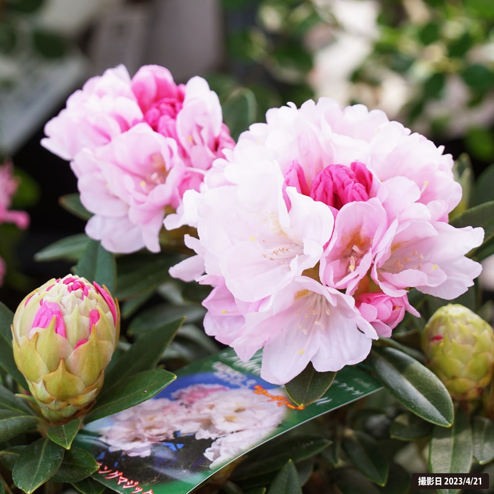 シャクナゲ モーニングマジック 2