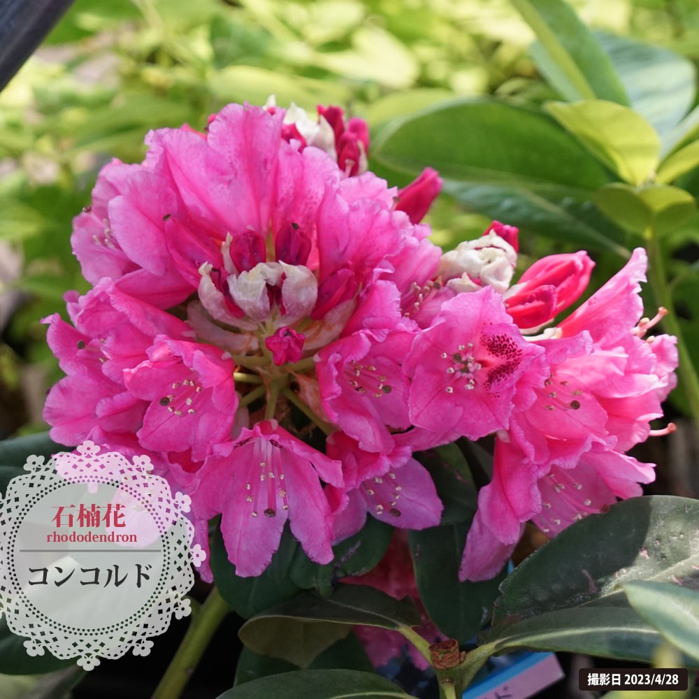 シャクナゲ コンコルド 