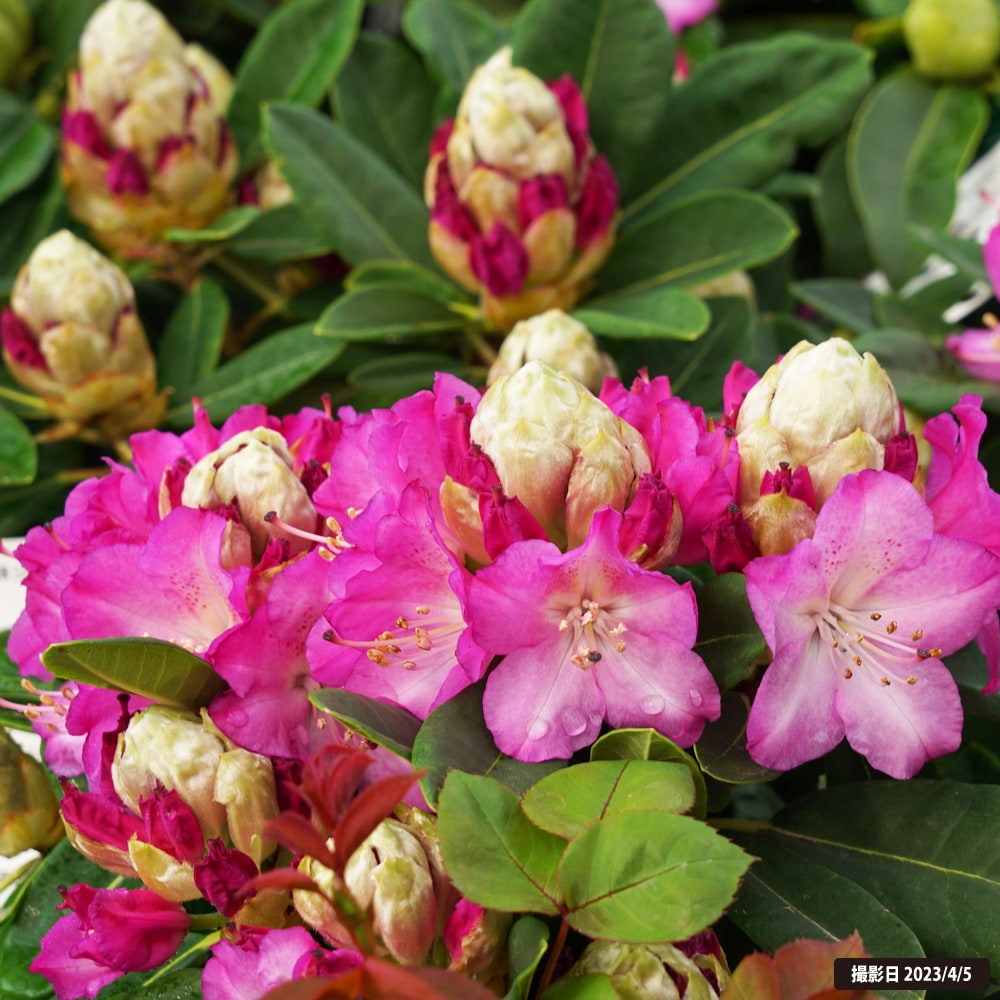 シャクナゲ ドクターエンズ 2