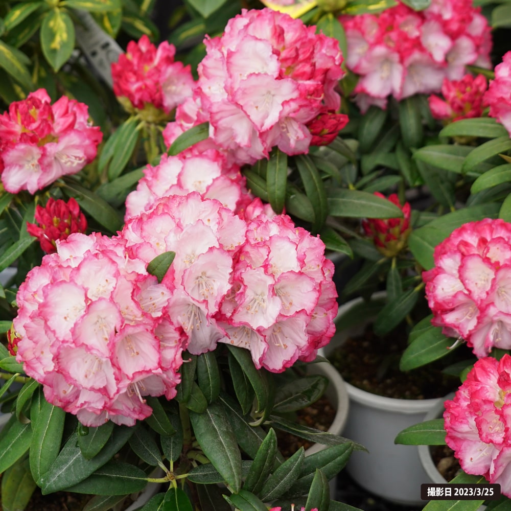 シャクナゲ ぼんぼり 3