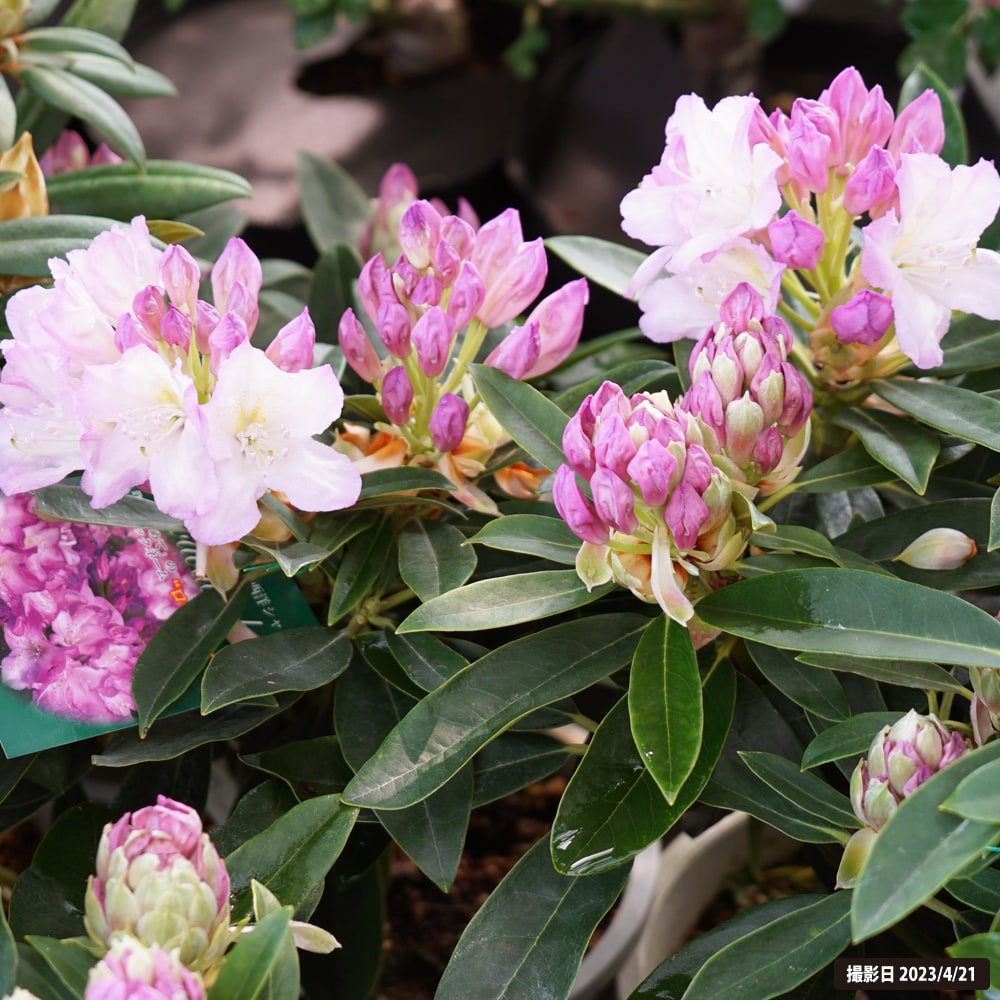 シャクナゲ 貴婦人 1