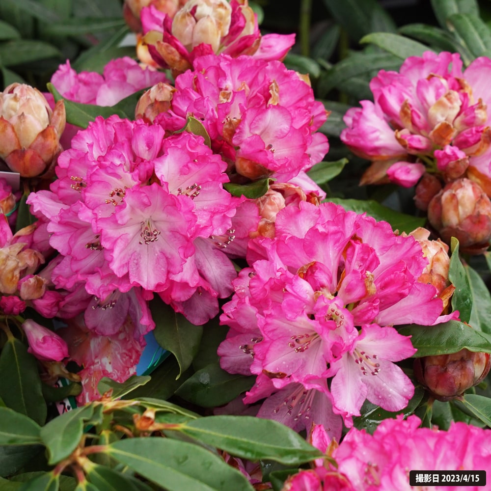 シャクナゲ わらべ唄 4