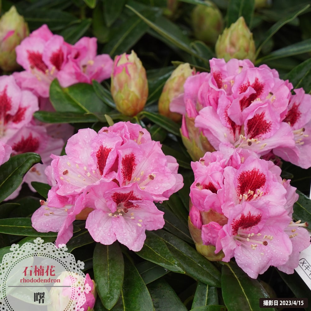 シャクナゲ あけぼの 3