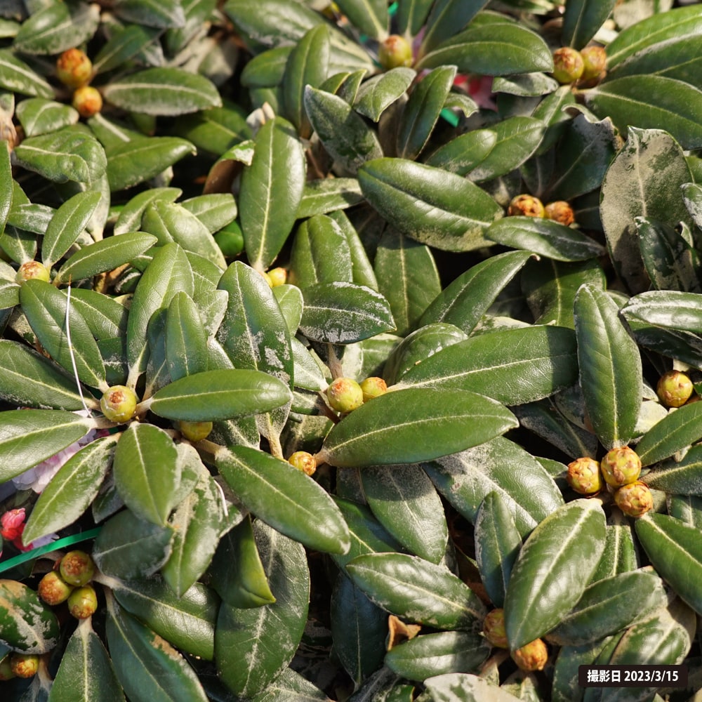 シャクナゲ 屋久エンジェル 2