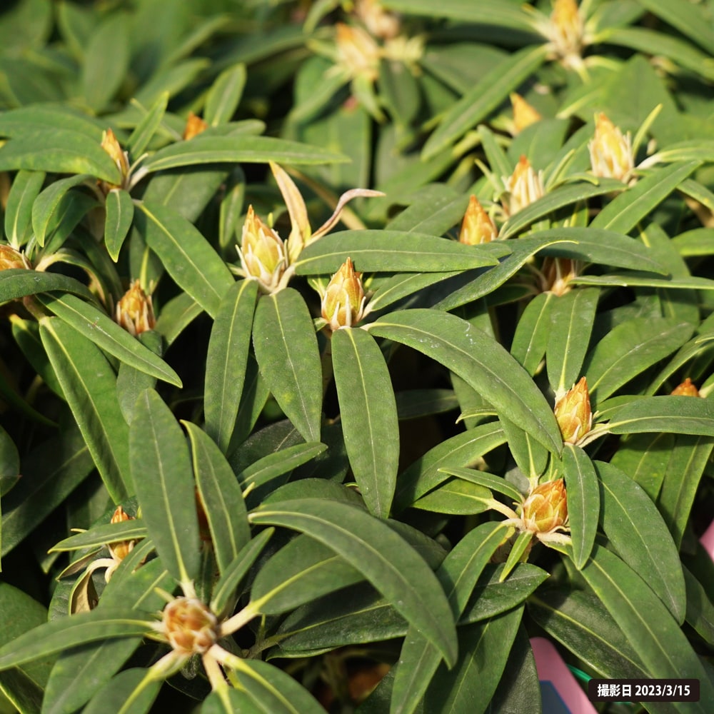 シャクナゲ アカネ 1