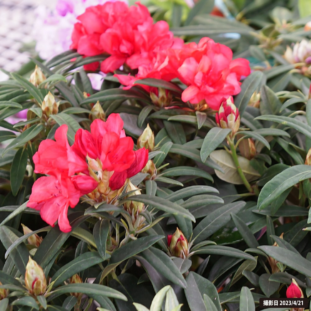 シャクナゲ アカネ 2