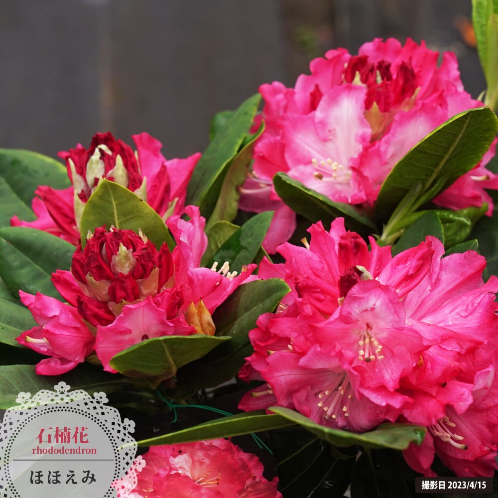 シャクナゲ ほほえみ 