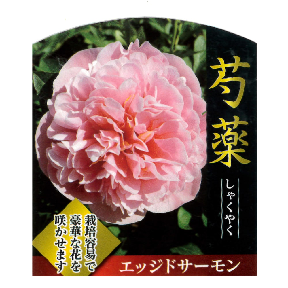 芍薬 エッジドサーモン 1