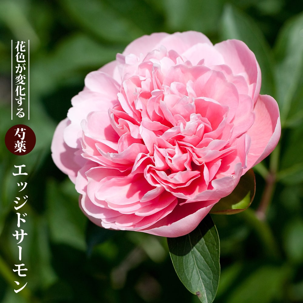 芍薬 エッジドサーモン 