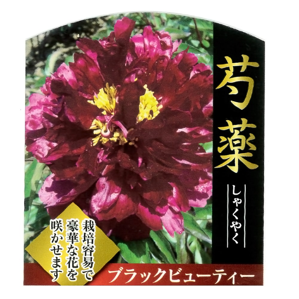 芍薬 ブラックビューティー 