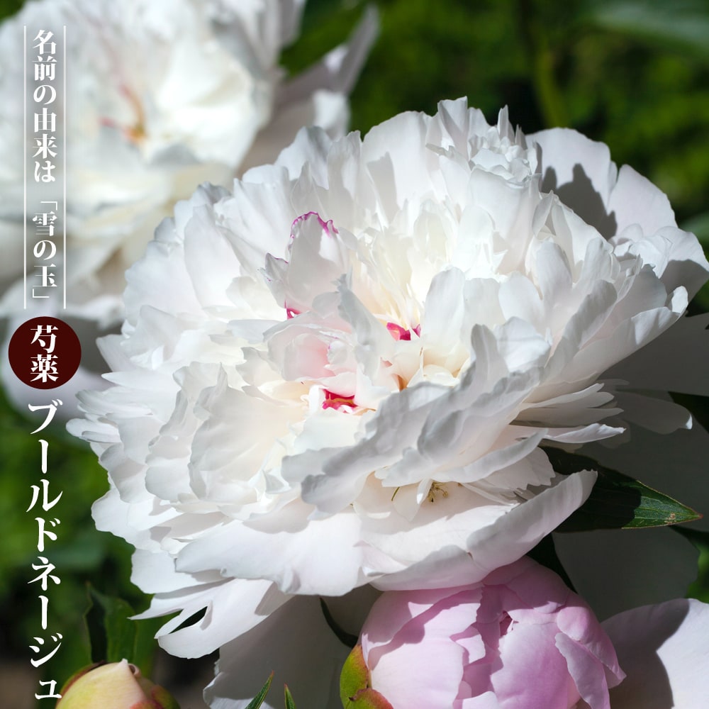 芍薬 ブールドネージュ 