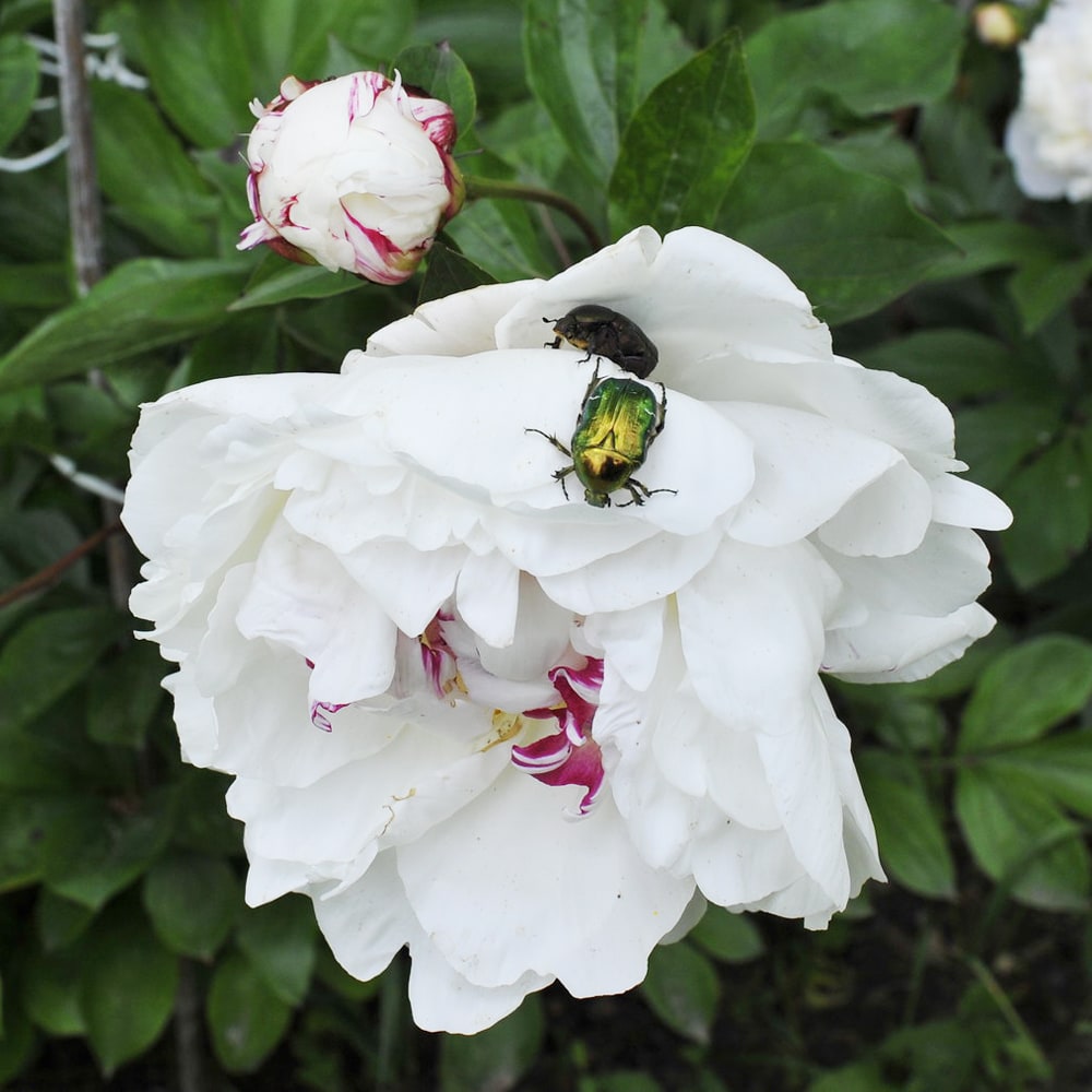 芍薬 ブールドネージュ 1