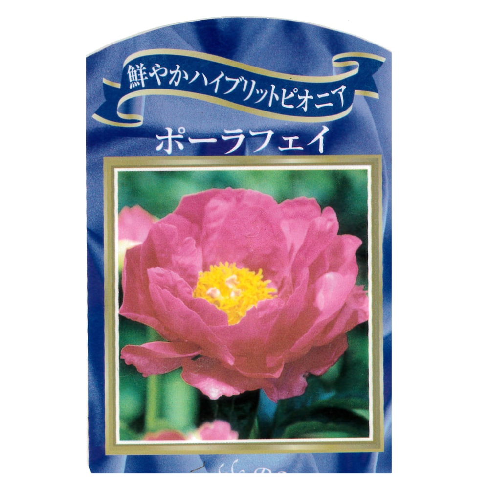 芍薬 ポーラフェイ 1