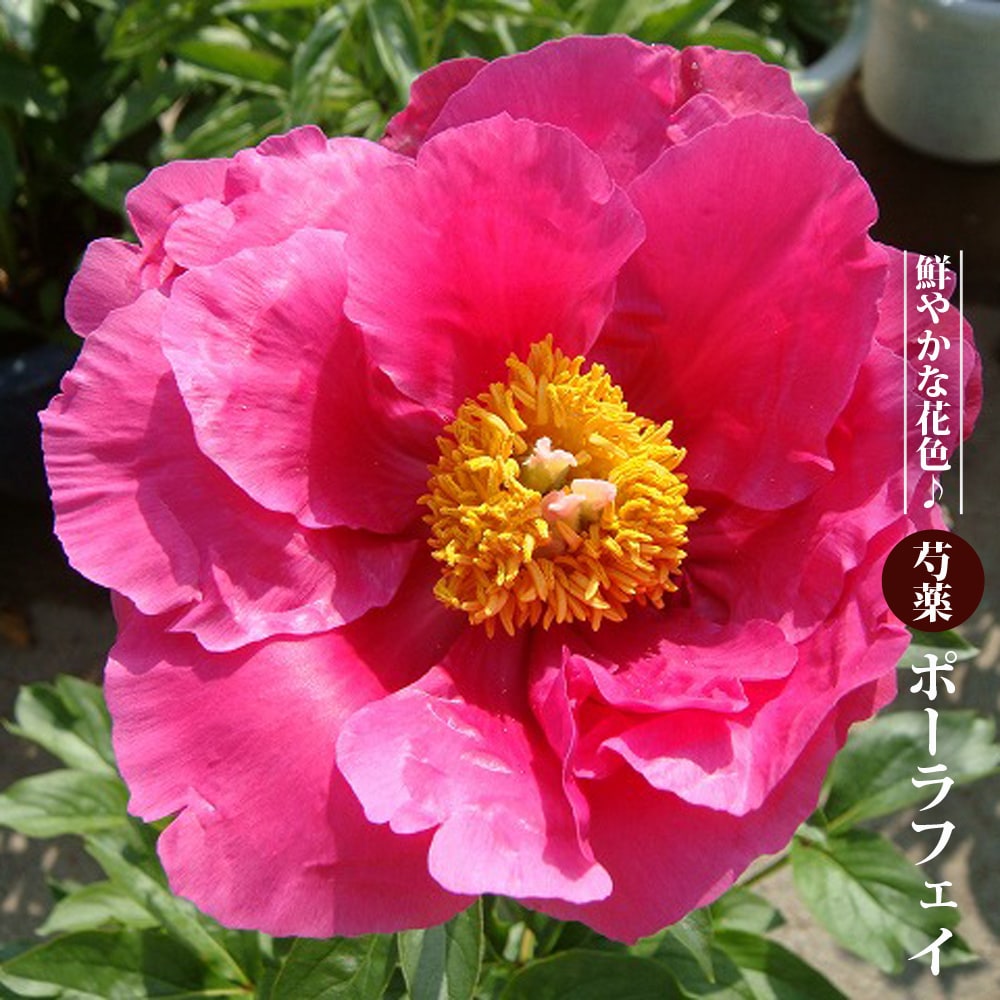 芍薬 【ポーラフェイ】 6号スリット鉢植え | 苗木部 本店 By 花ひろば