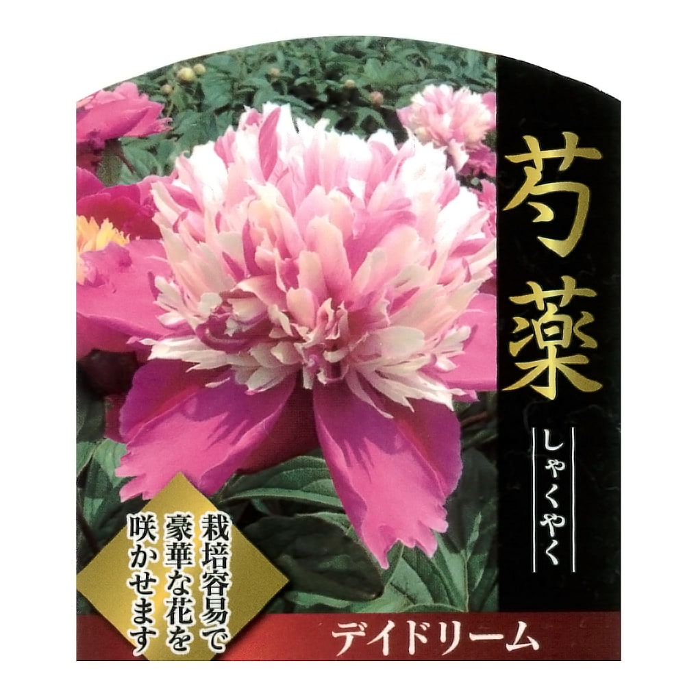 芍薬 デイドリーム 