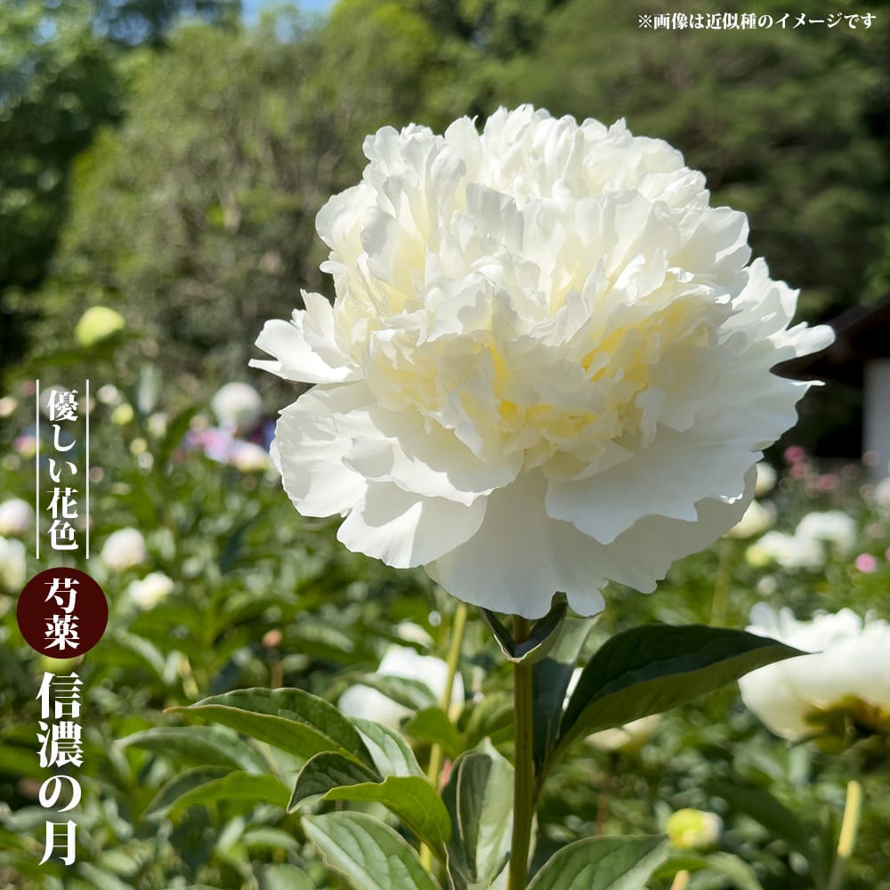 芍薬 信濃の月の通販 苗木部 By 花ひろばオンライン