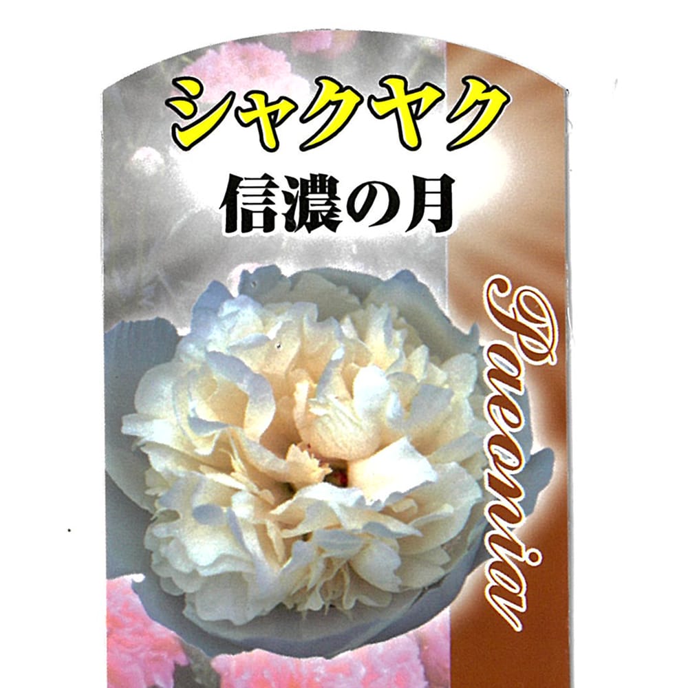 芍薬 信濃の月の通販 苗木部 By 花ひろばオンライン