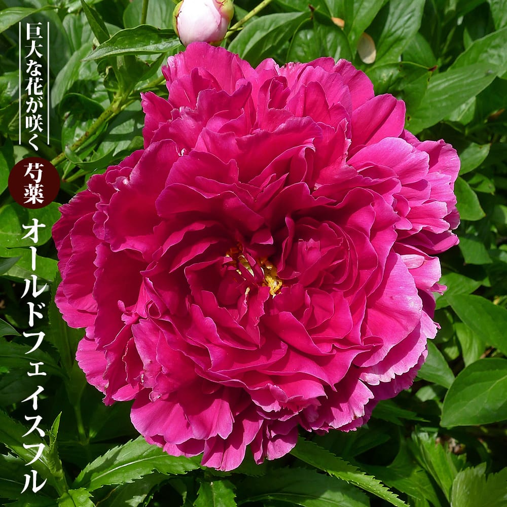 芍薬 オールドフェイスフル 