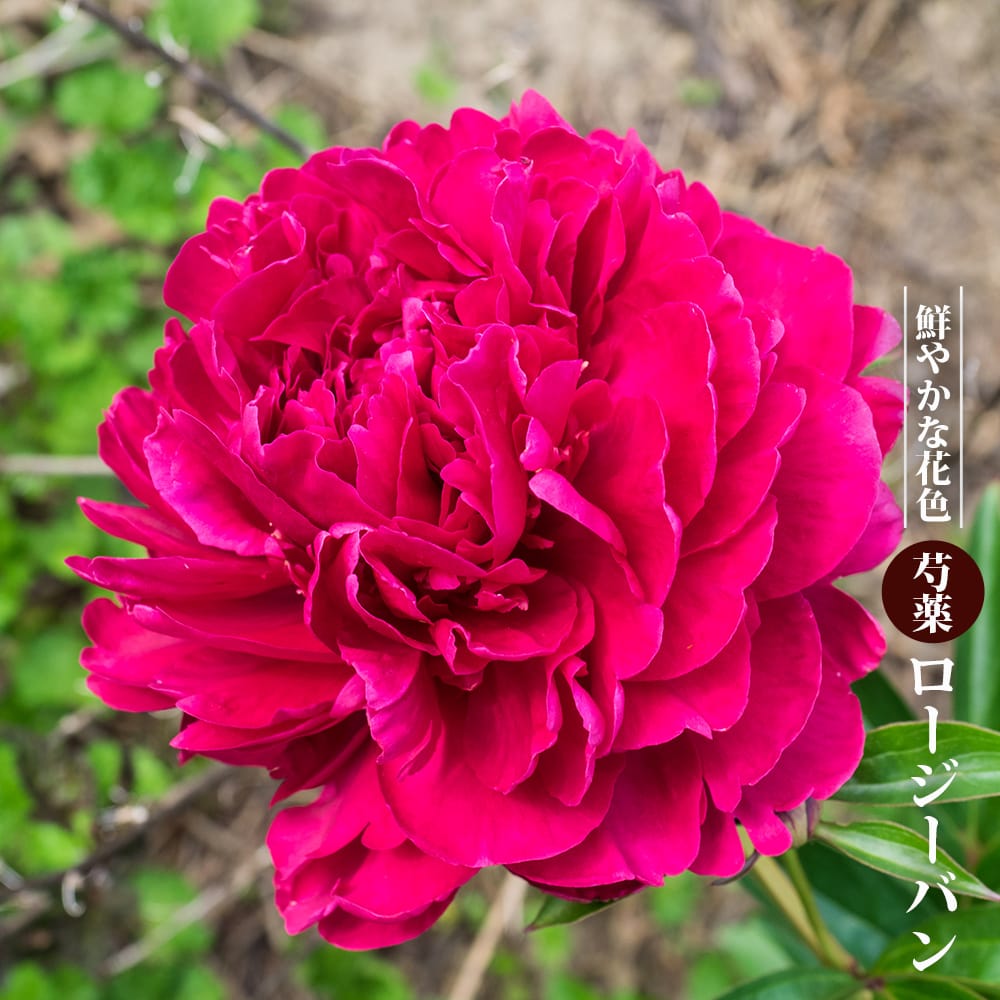 芍薬 ロージーバン 