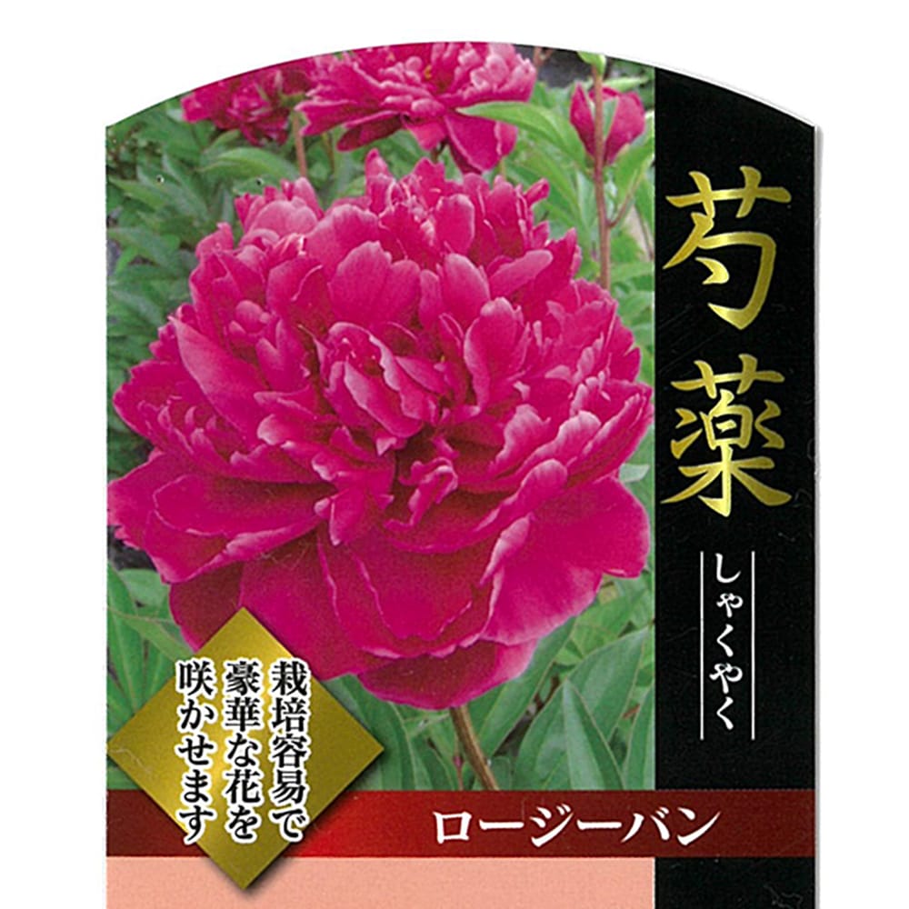 芍薬 ロージーバン 1