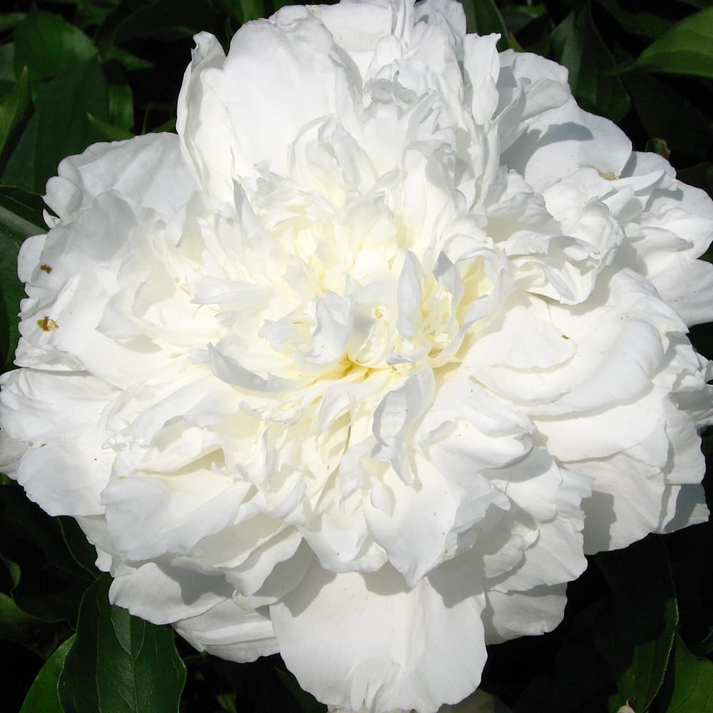 芍薬 シャーリーテンプル 1