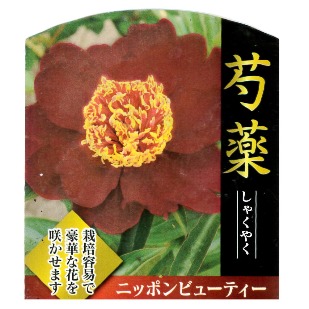 芍薬 ニッポンビューティー 1