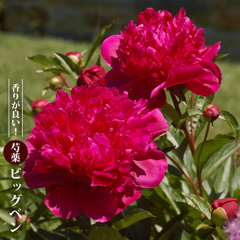 芍薬 ビッグベン 