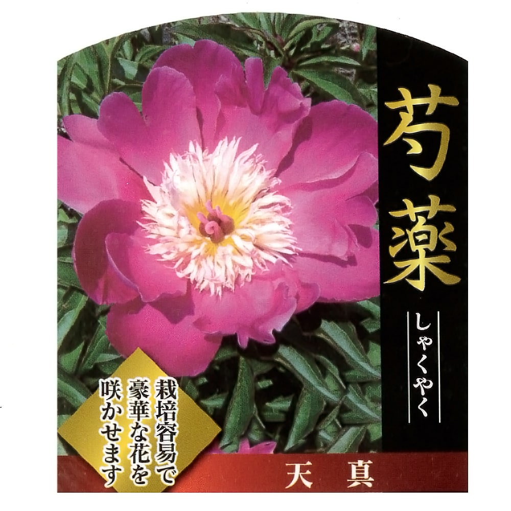芍薬 天真 