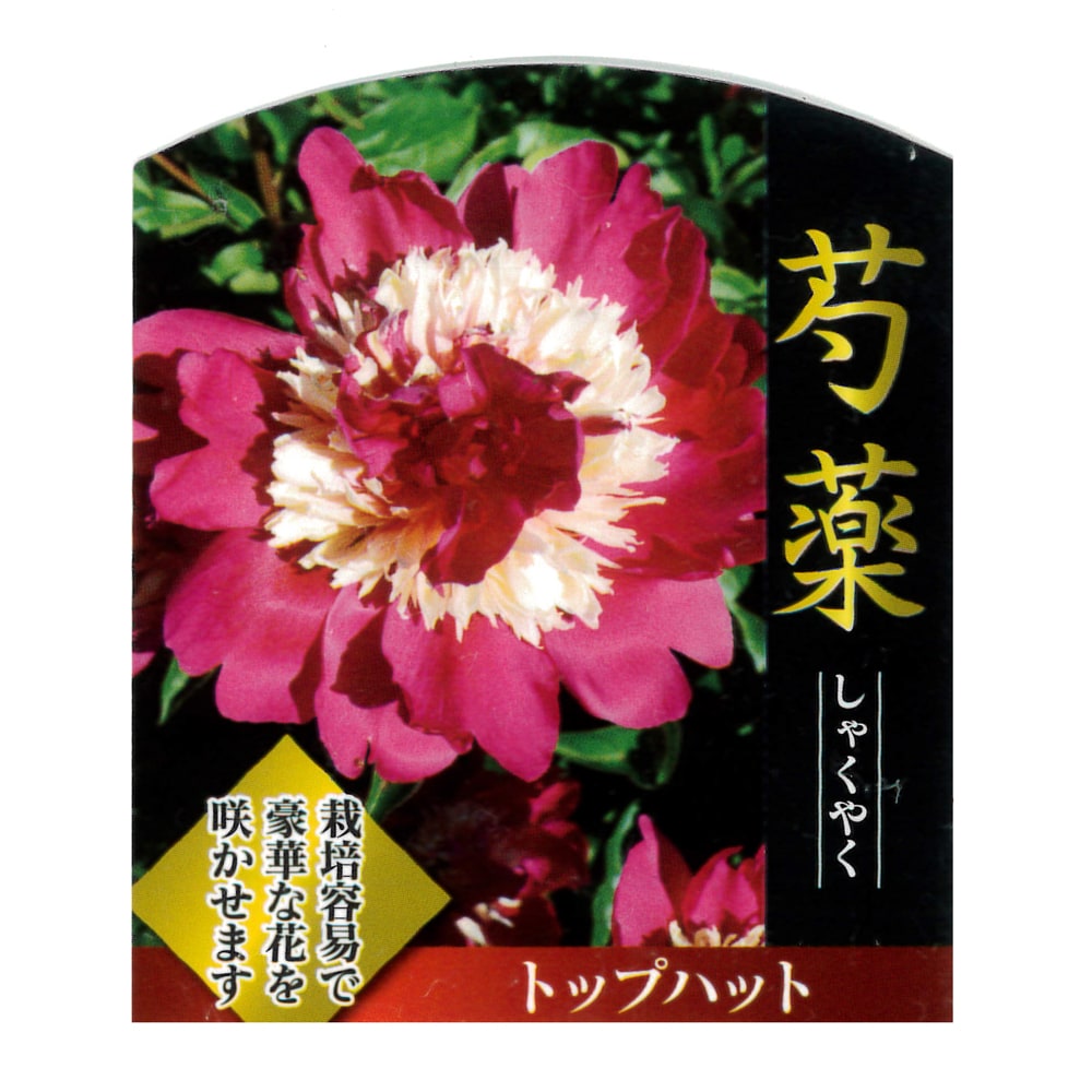 芍薬 トップハット 