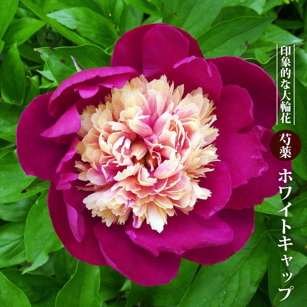 芍薬 ホワイトキャップ 