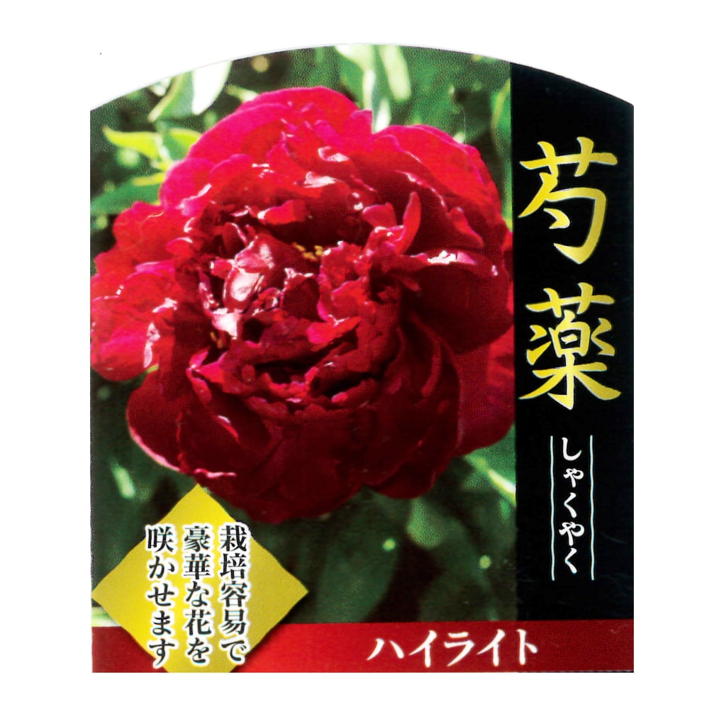 芍薬 ハイライト 1