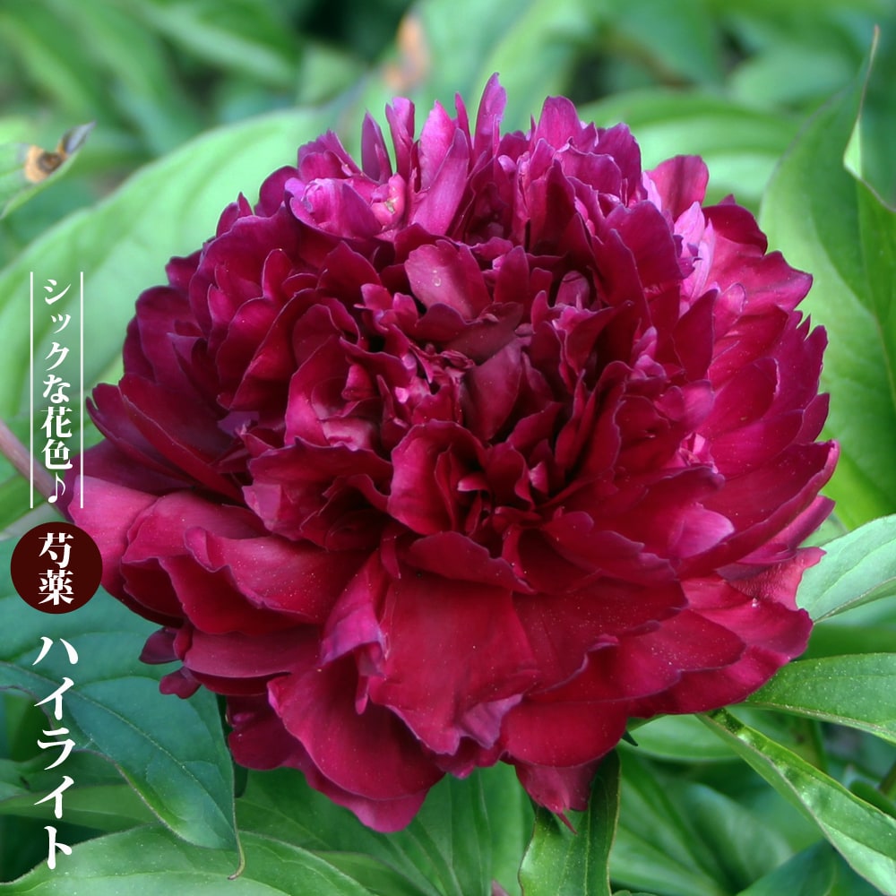 芍薬 ハイライト 