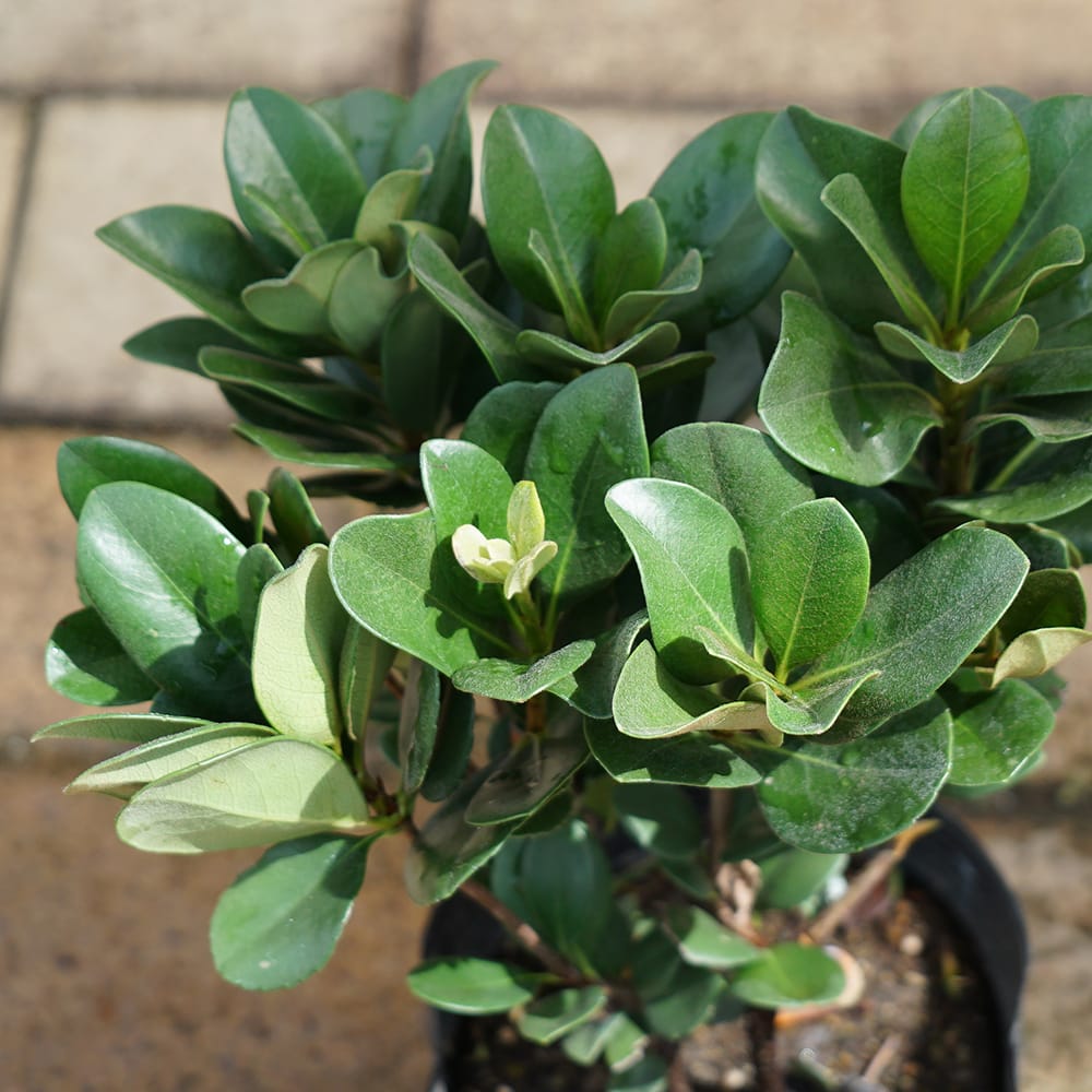 シャリンバイ マルバシャリンバイ 苗 販売 苗木部 By 花ひろばオンライン